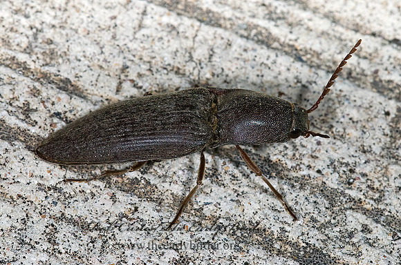 Lanelater schottii 6024274z