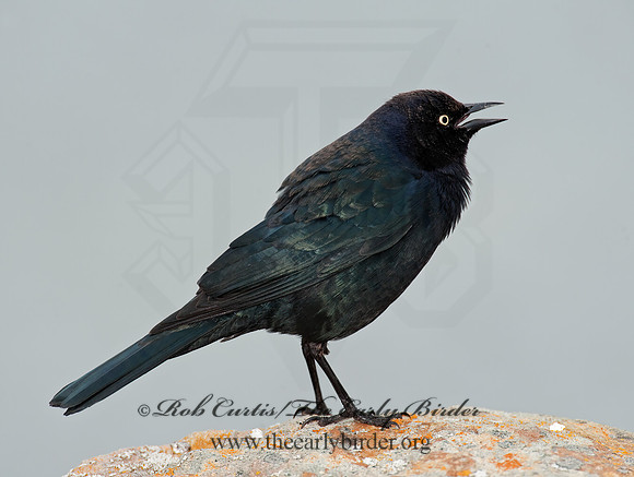 Euphagus cyanocephalus  BREWER'S BLACKBIRD 8020077z