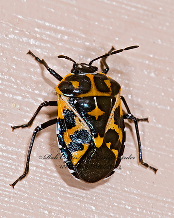 Murgantia histrionica 6024377z