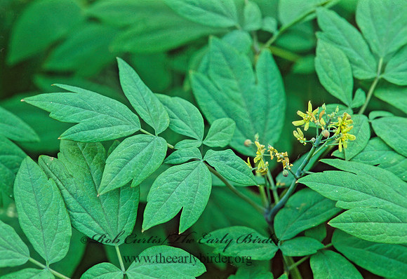 Caulophyllum thalictroides  BLUE COHOSH 265703z