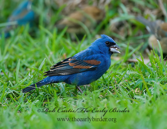 Guiraca caerulea  BLUE GROSBEAK 7002379z