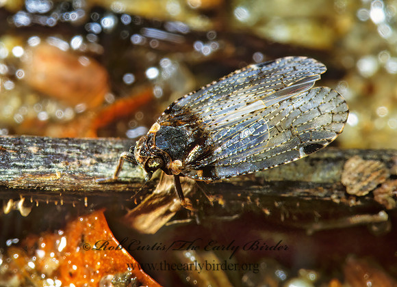 Cixius stigmatus 1286536z
