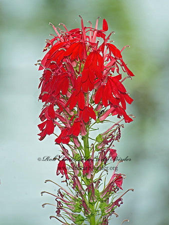 Lobelia cardinalis  CARDINAL FLOWER 9014253z