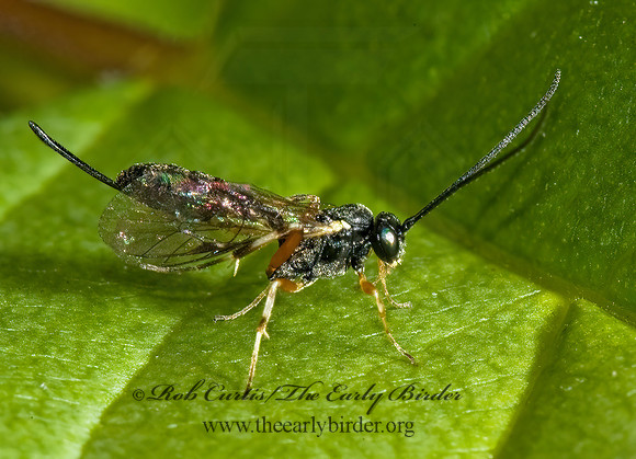 Sinophorus~ 5002801z