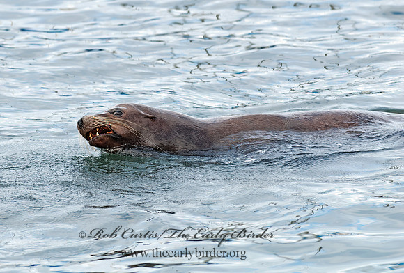 Zalophus californianus  CALIFORNIA SEA LION 7017543z