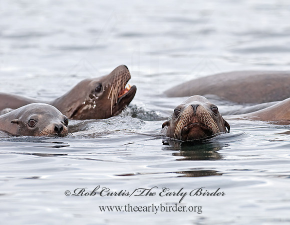 Zalophus californianus  CALIFORNIA SEA LION 7017614z