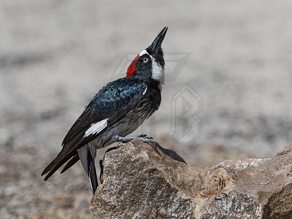 Melanerpes formicivorus  ACORN WOODPECKER 3036752z