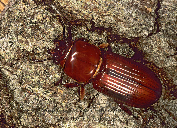 Odontotaenius disjunctus 1276404 z