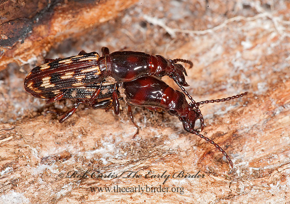 Arrhenodes minutus 8032940z