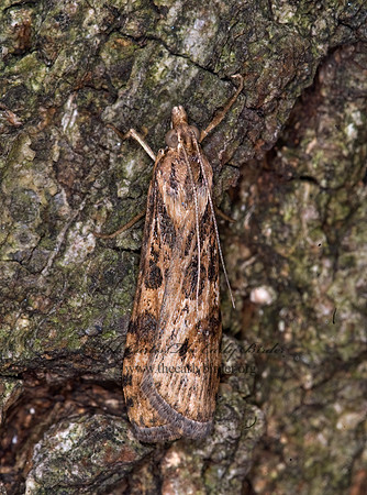 Nomophila nearctica LUCERNE MOTH
