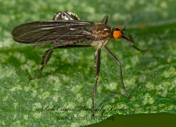 Rhamphomyia longicauda  DANCE FLY 8004872z