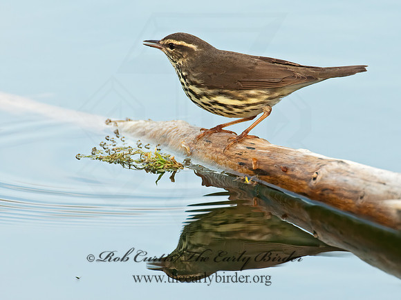 Parkesia noveboracensis  NORTHERN WATERTHRUSH 3007660z