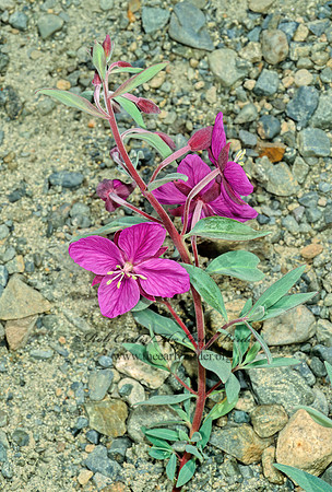 Chamerion latifolium  DWARF FIREWEED 242615z