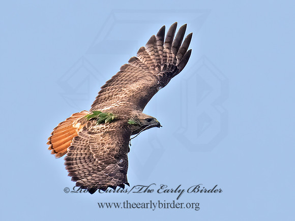 Buteo jamaicensis  RED-TAILED HAWK 9068825z