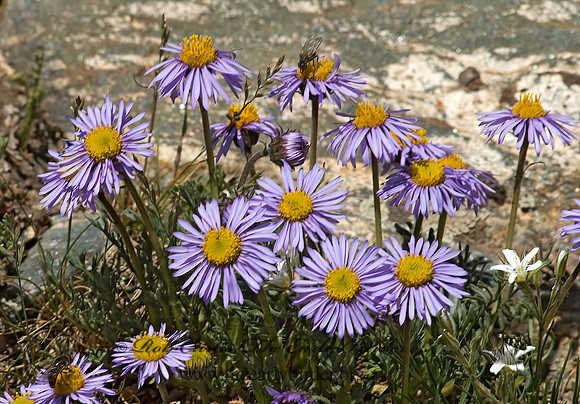 Erigeron compositus  DWARF MOUNTAIN FLEABANE 6027302z