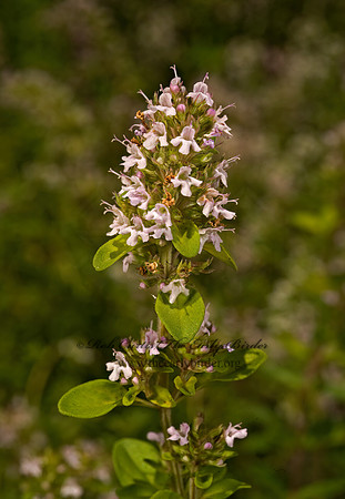 Thymus vulgaris  COMMON THYME 8015575z