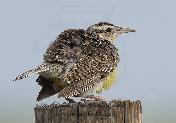 Sturnella neglecta  WESTERN MEADOWLARK 7011090z