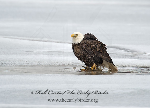 Haliaeetus leucocephalus  BALD EAGLE 8000601z