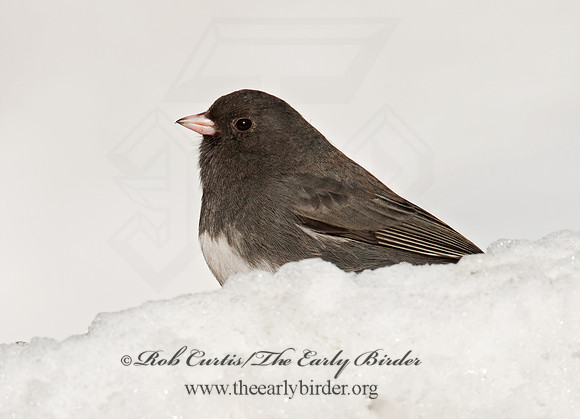Junco hyemalis   DARK-EYED JUNCO 3012375z