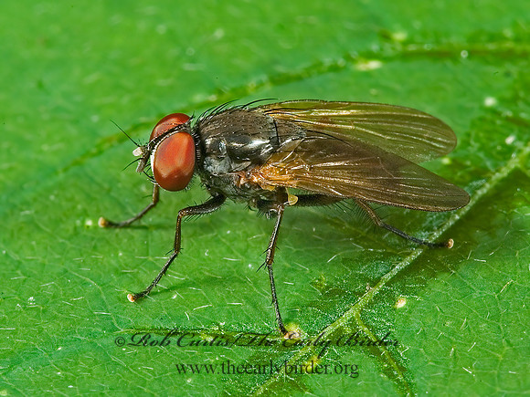 Fannia  FANNIID FLY 5013245z