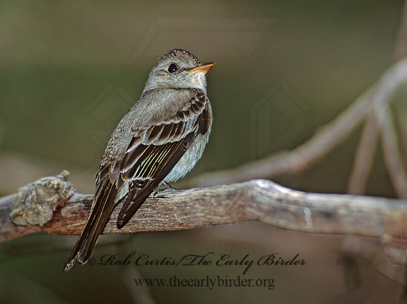Contopus sordidulus  WESTERN WOOD PEWEE 95419z