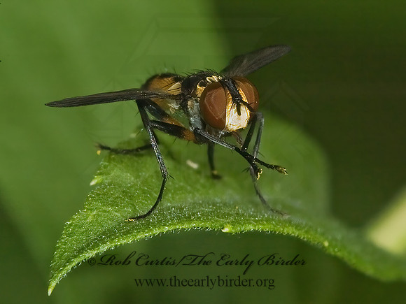 Xanthomelanodes  GYMNOSOMATINI TACHINID FLY 5014873z