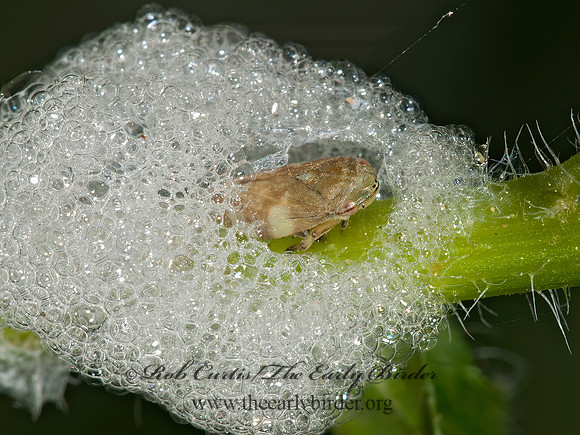 Philaenus spumarius  MEADOW SPITTLEBUG 3013666z