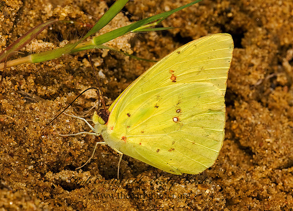 Phoebis sennae  CLOUDLESS SULPHUR 8008579z