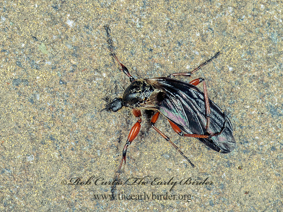 Bibio femoratus MARCH FLY 149310 Fz