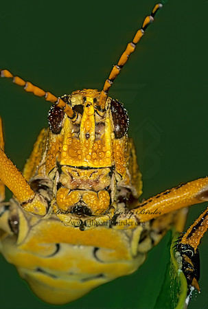 Romalea microptera SOUTHERN LUBBER GRASSHOPPER 249115z
