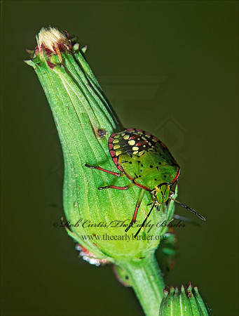 Nezara viridula 193304z