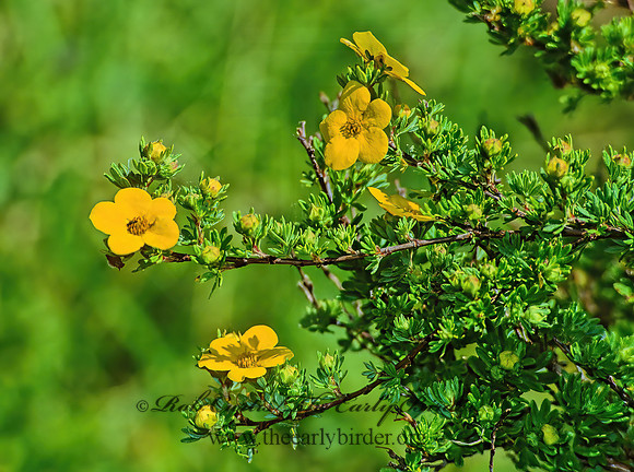 Dasiphora fruiticosa  SHRUBBY CINQUEFOIL 282717z