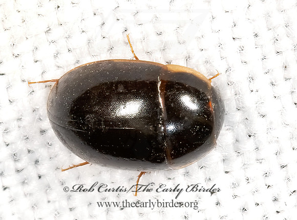 Cymbiodyta or Enochrus  WATER SCAVENGER BEETLE 3038920z