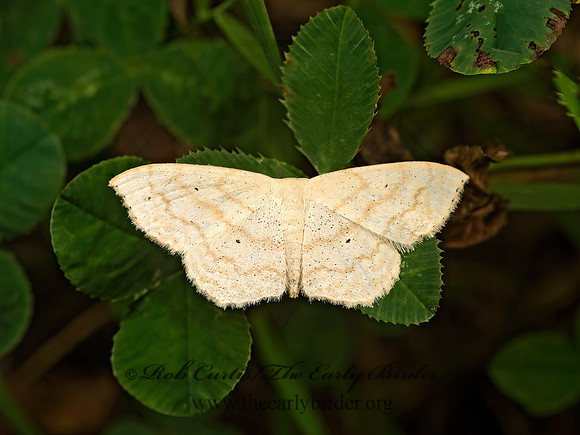 Scopula STERRHINAE GEOMETER9048284z