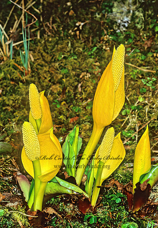 Lysichiton americanum  AMERICAN SKUNK CABBAGE 230306z