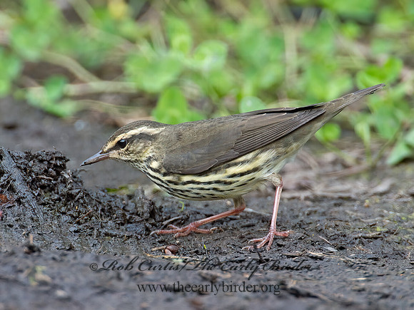 Parkesia noveboracensis  NORTHERN WATERTHRUSH 9004790z