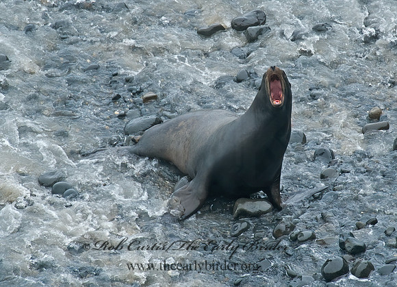 Zalophus californianus  CALIFORNIA SEA LION 8019625z