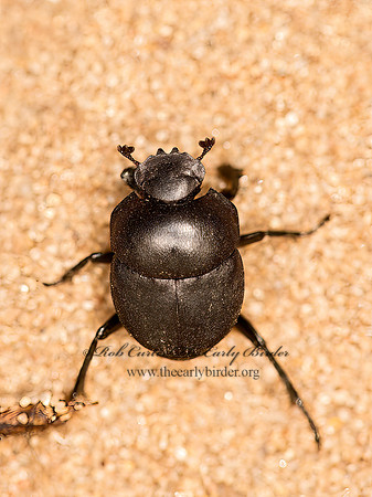 Melanocanthon nigricornis  TUMBLEBUG 9061680z