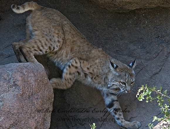 Lynx rufus  BOBCAT 5005658z