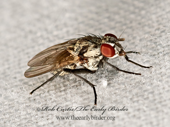 Anthomyia procellaris or ottawana  ROOT-MAGGOT FLY 3022786z