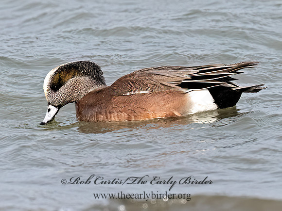 Mareca americana AMERICAN WIGEON 3048264z