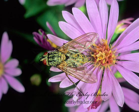 Ptilodexia DEXIINAE TACHINID FLY 1114811z