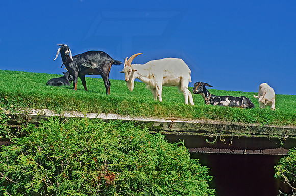 Capra aegagrus hircus  DOMESTIC GOAT 155918z