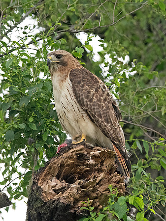 Buteo jamaicensis  RED-TAILED HAWK 9068780z