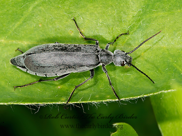 Epicauta fabricii or murina   GRAY BLISTER BEETLE 9032707z