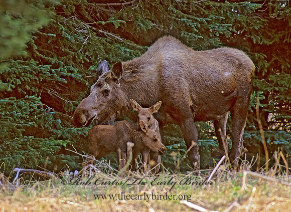 Alces alces  MOOSE 233114 z