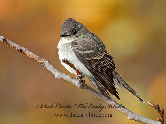 Contopus virens  EASTERN WOOD PEWEE 9005949z