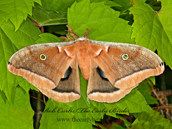 Antheraea polyphemus  POLYPHEMUS MOTH 5009251z