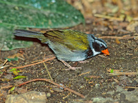 Arremon aurantiirostris  ORANGE-BILLED SPARROW 154312z