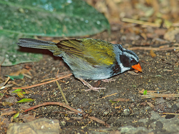 Arremon aurantiirostris  ORANGE-BILLED SPARROW 154312z